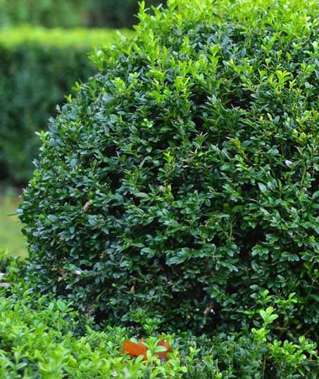 Ed's Mowing Service  Shrubs & Hedges